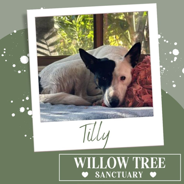 Photo of Tilly