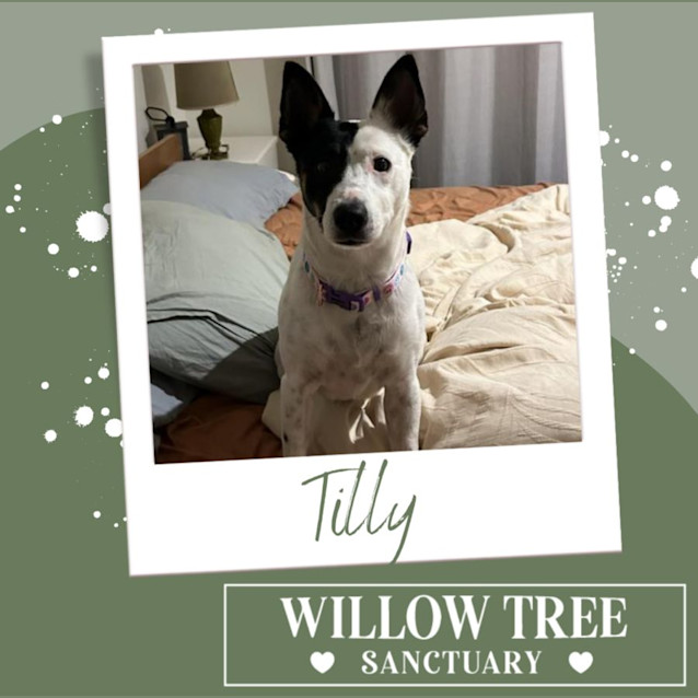 Photo of Tilly