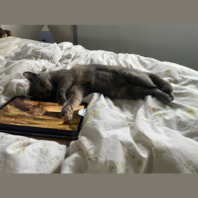 Photo of Sapphire 