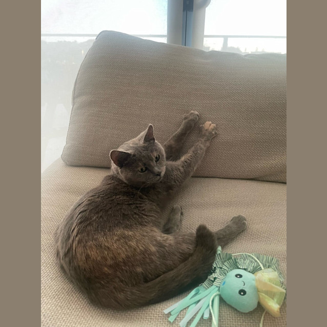 Photo of Sapphire 
