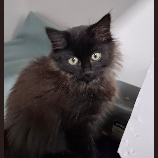 Photo of Trixie