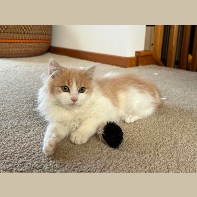 Photo of Chippy & Tabitha