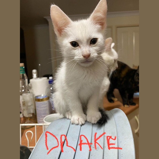 Photo of Drake