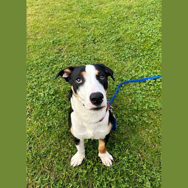 Photo of Barney