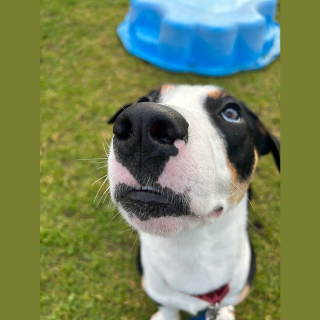 Photo of Barney