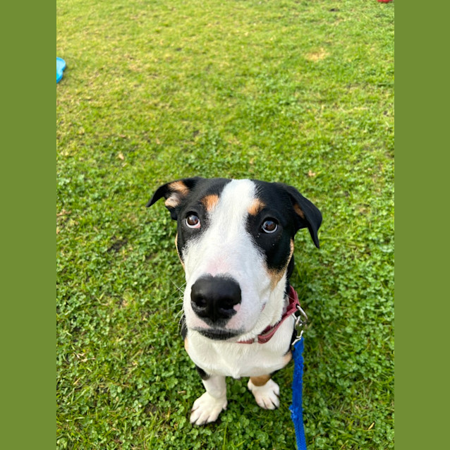 Photo of Barney