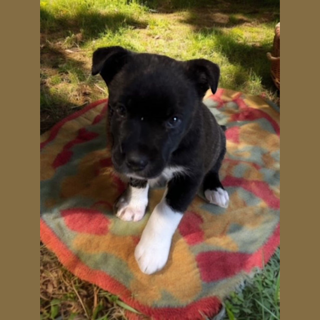 Photo of Ruffle   9 Week Old Husky X (Trial)