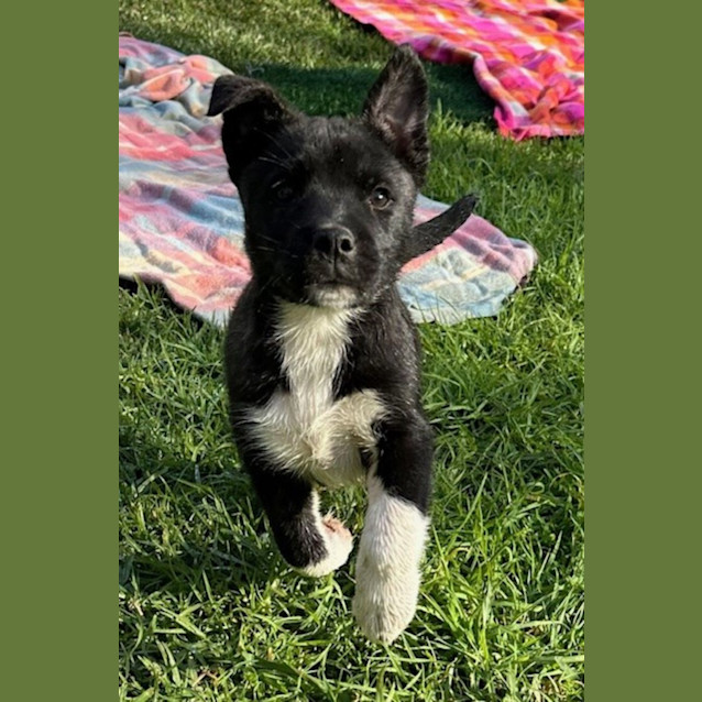 Photo of Ruffle   9 Week Old Husky X (Trial)