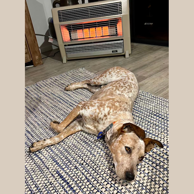 Photo of Duke   22 Month Old Cattle Dog X