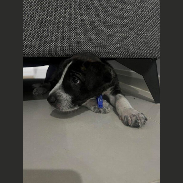 Photo of Rumples   7 Week Old Bull Arab X (Trial)