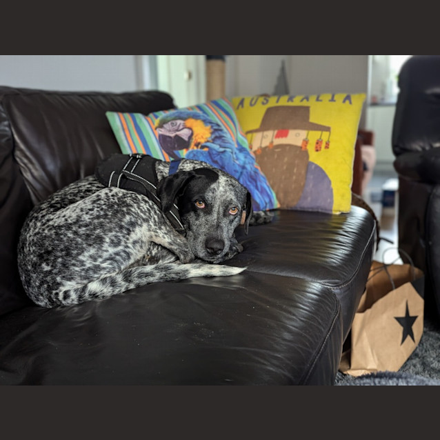 Photo of Luna
