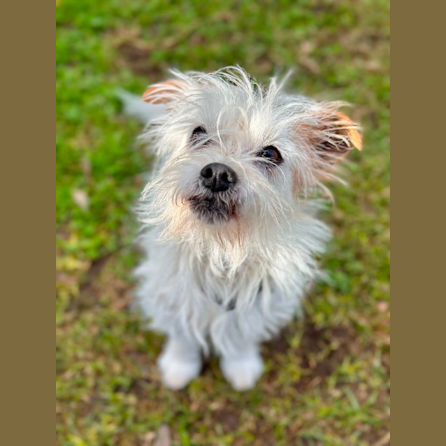 Photo of Spot