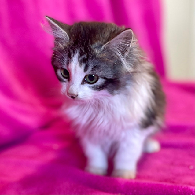 Photo of Chai