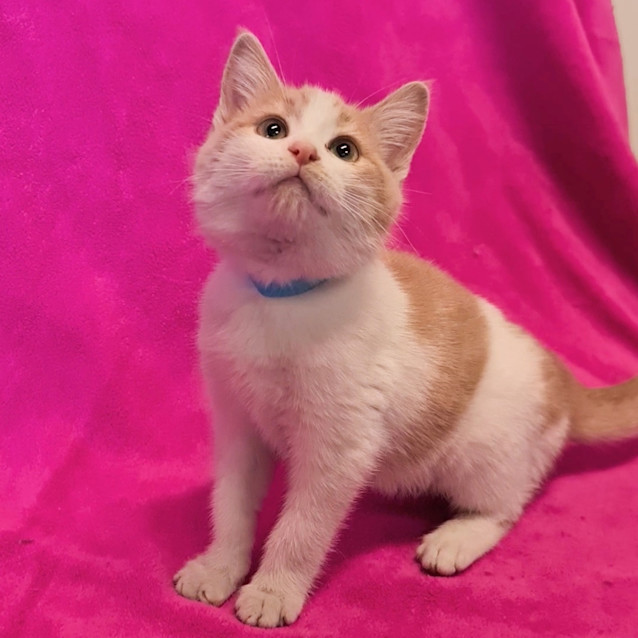 Photo of Jeeves