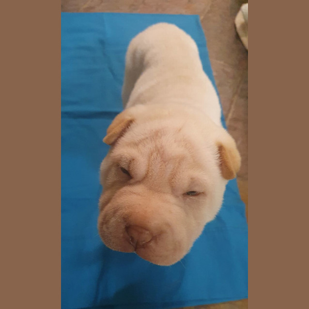 Photo of Miss Piggy (Muppet)