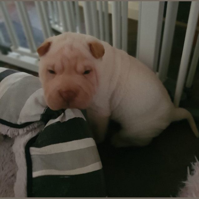 Photo of Miss Piggy (Muppet)