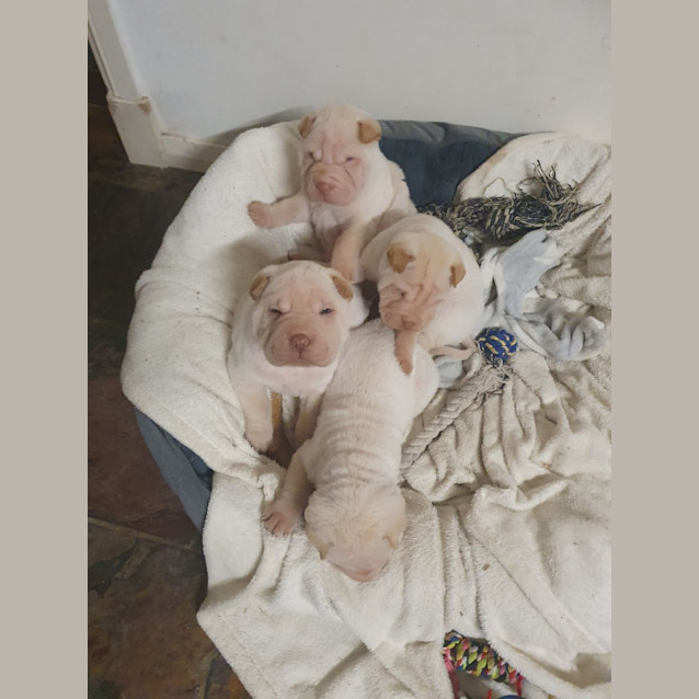 Photo of Miss Piggy (Muppet)