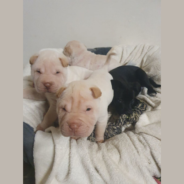 Photo of Miss Piggy (Muppet)