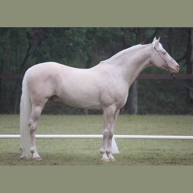 Photo of Acclaim & Patty