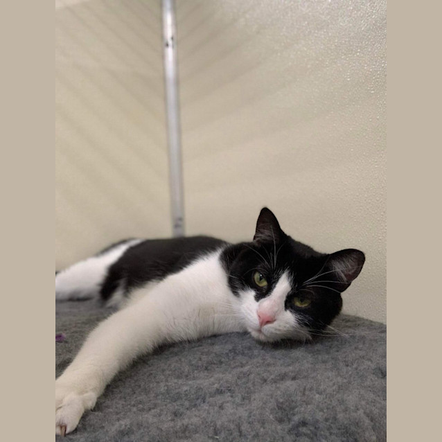 Photo of 🎱 Domino 5068 🎱