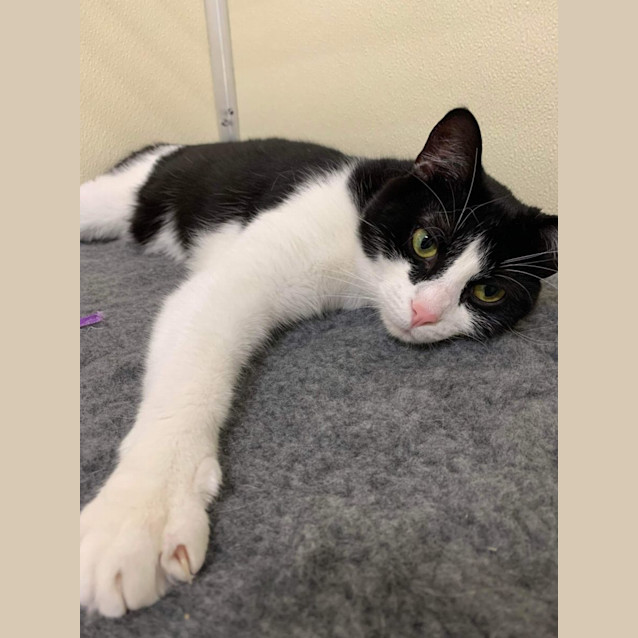 Photo of 🎱 Domino 5068 🎱