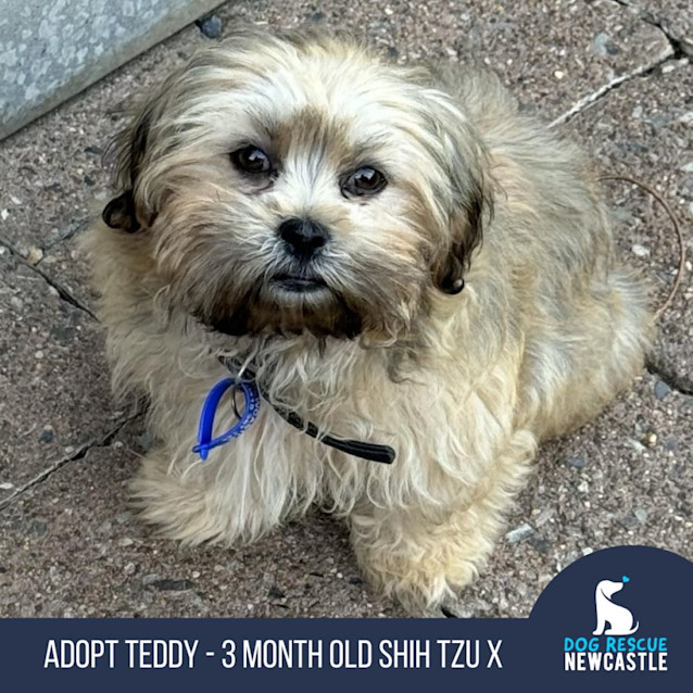 Photo of Teddy   3 Month Old Shih Tzu X (Trial)