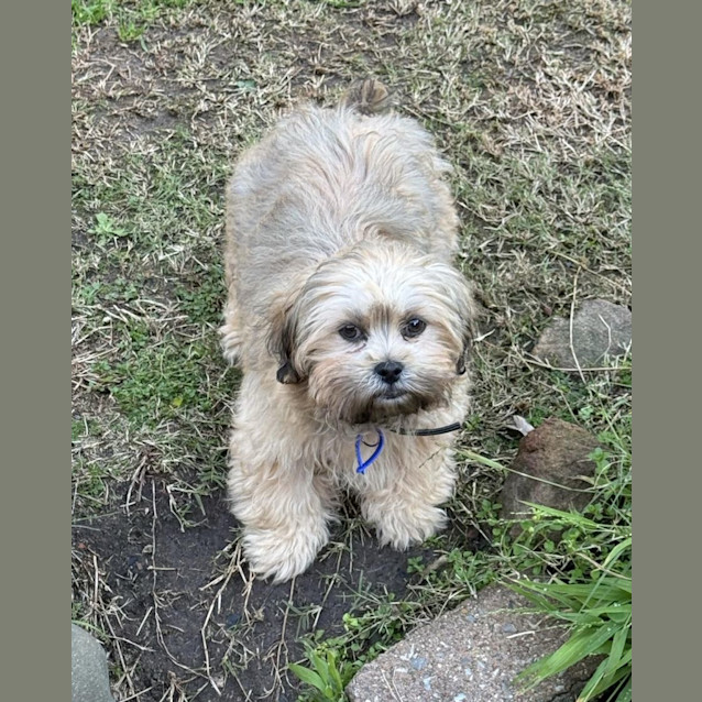 Photo of Teddy   3 Month Old Shih Tzu X (Trial)