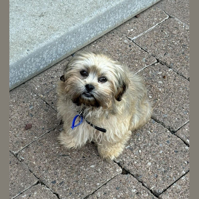 Photo of Teddy   3 Month Old Shih Tzu X (Trial)