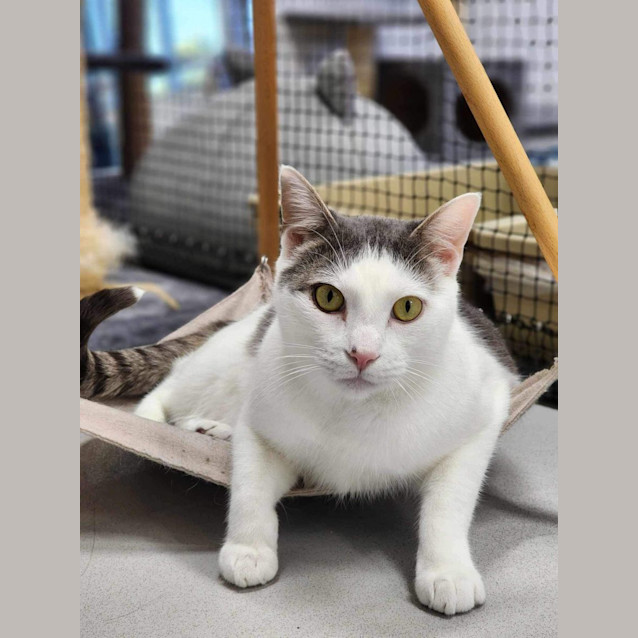 Photo of ⛄ Olaf 5091 ⛄