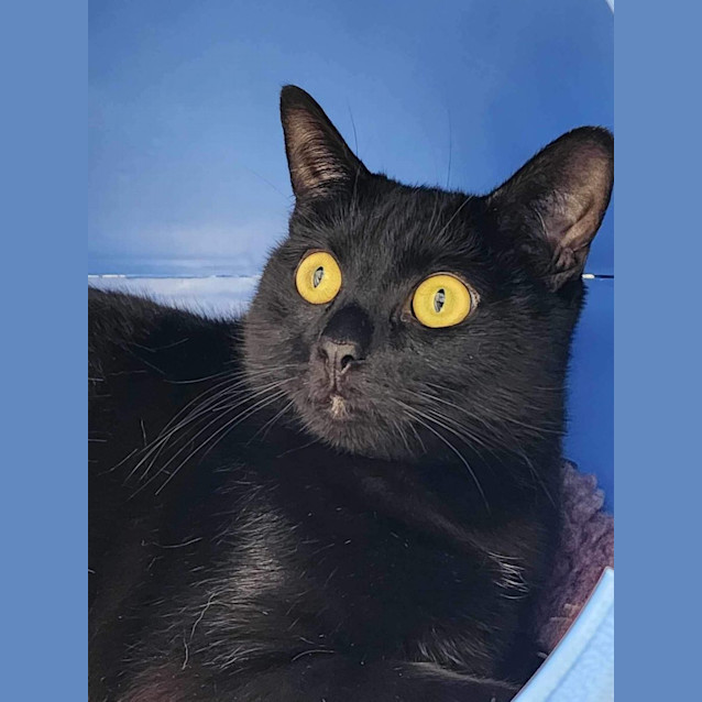 Photo of 👑 Nebula 5084 👑