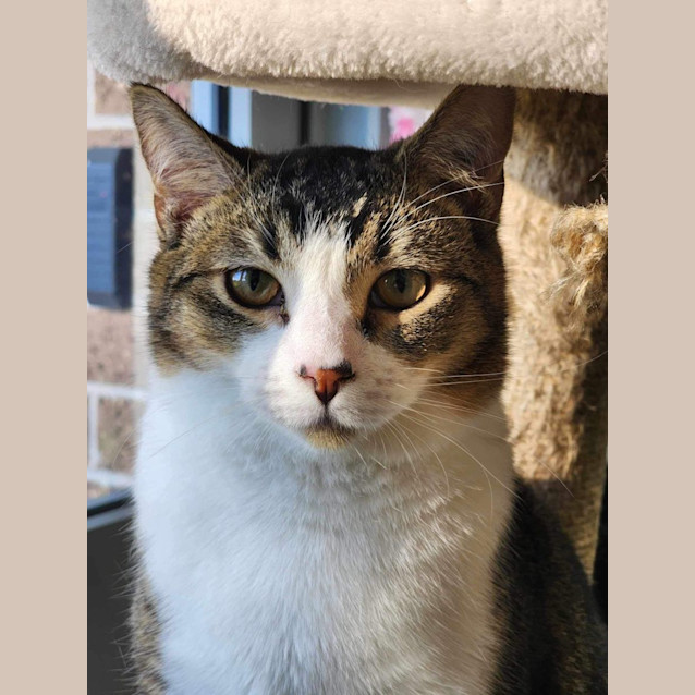 Photo of 🌪 Lincoln 5053 🌪