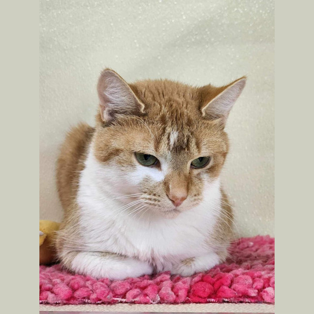 Photo of 🪀 Keeva 5071 🪀