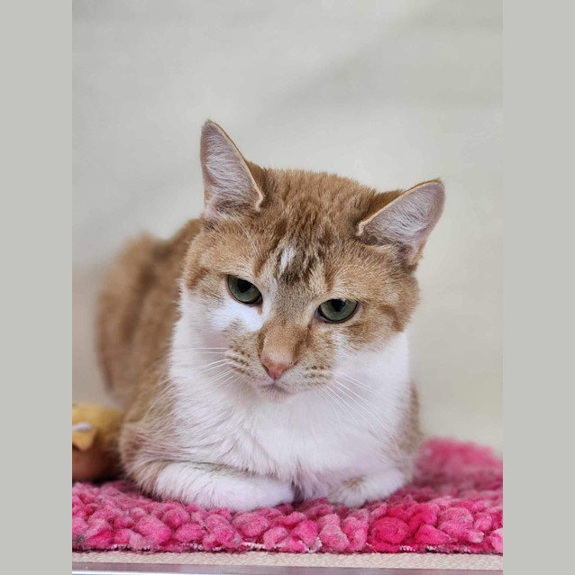 Photo of 🪀 Keeva 5071 🪀