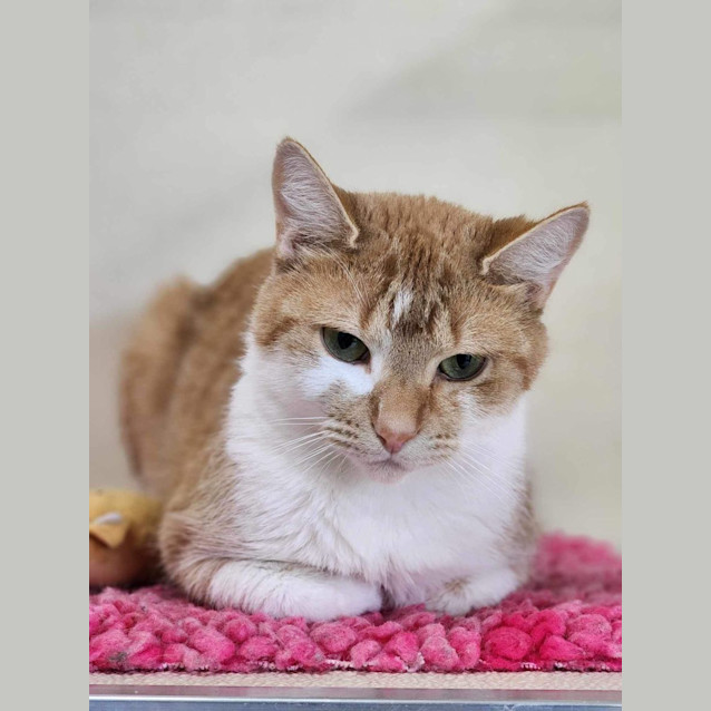 Photo of 🪀 Keeva 5071 🪀