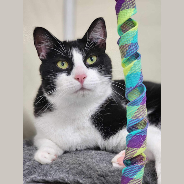 Photo of 🎱 Domino 5068 🎱