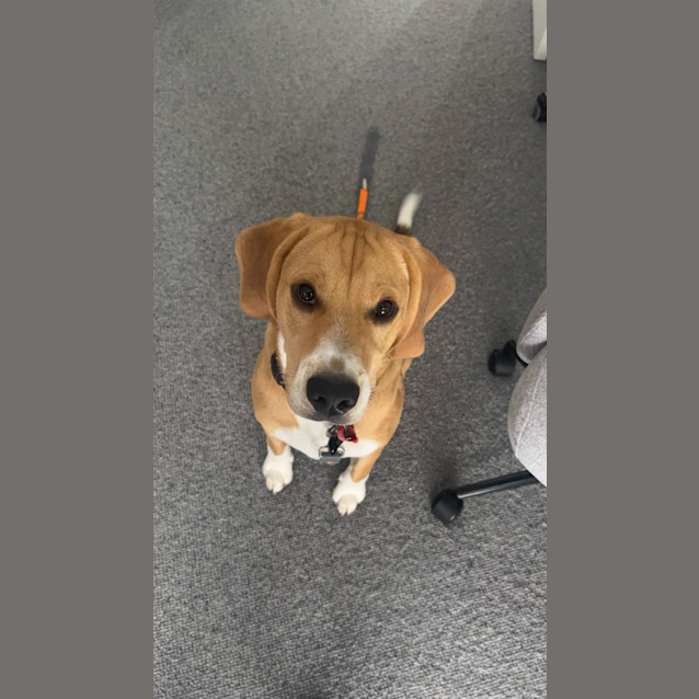 Photo of Simba