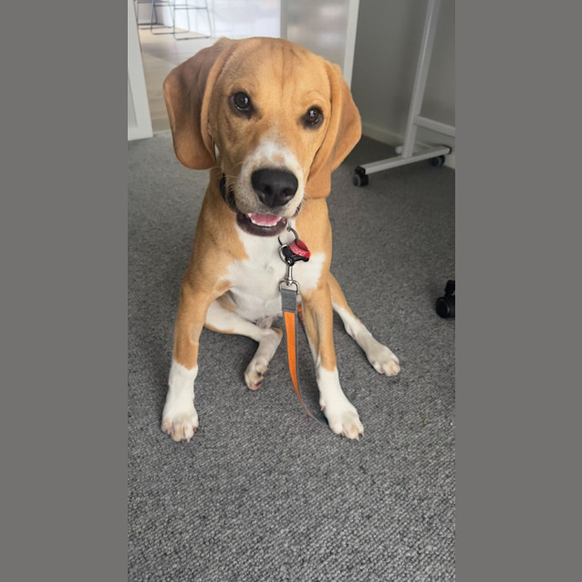 Photo of Simba