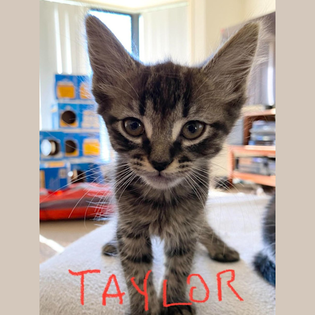 Photo of Taylor