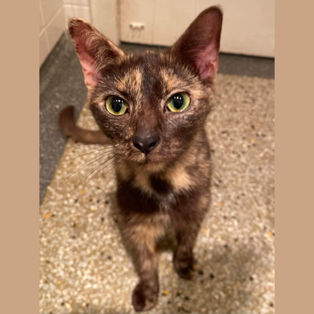 Photo of Willow