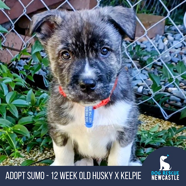 Photo of Sumo   Husky X Kelpie (Trial)