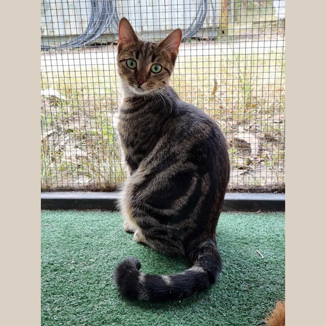 Photo of Emerald