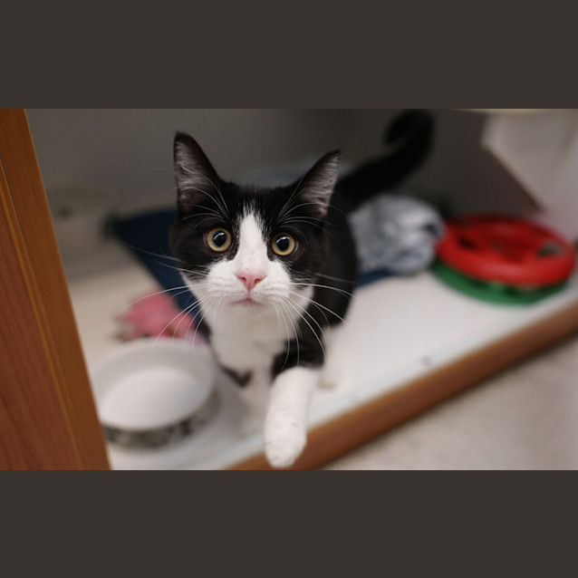Photo of Domino