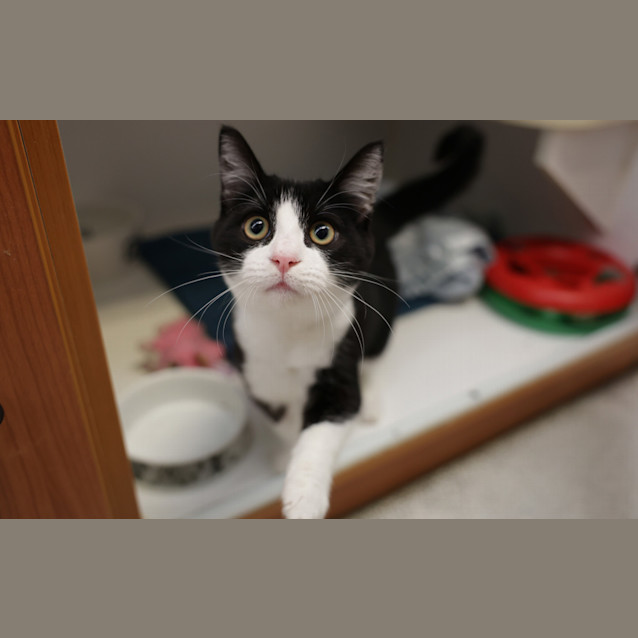 Photo of Domino
