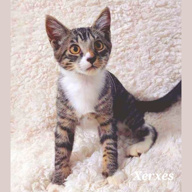 Photo of Xerxes