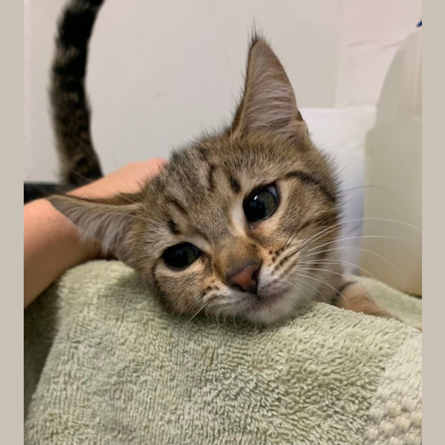 Photo of Peanut