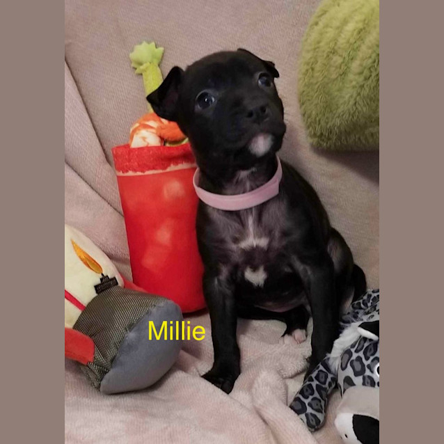 Photo of Millie
