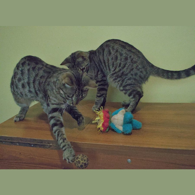 Photo of Logan & Leroy 💙