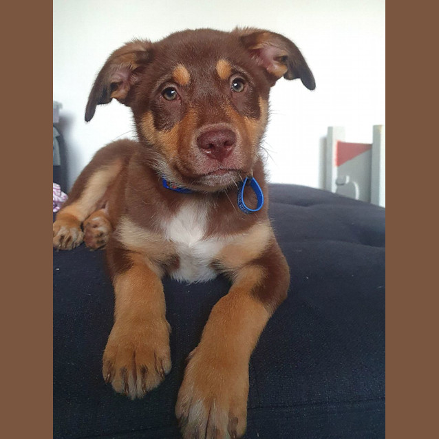 Photo of Bear (Teddy Bear)