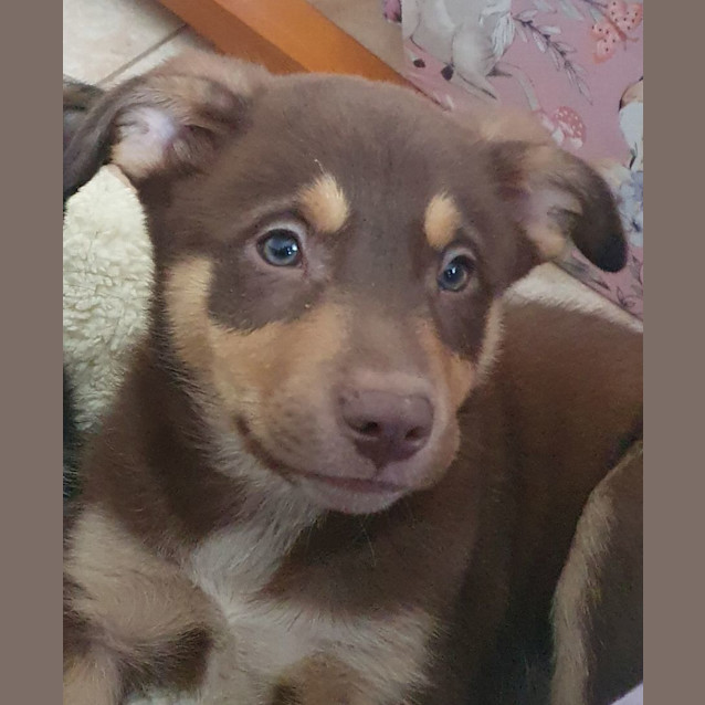 Photo of Bear (Teddy Bear)