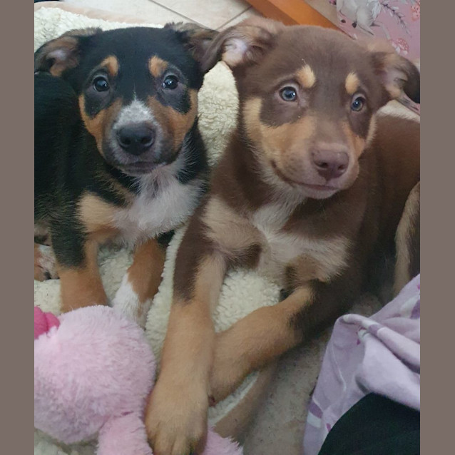 Photo of Bear (Teddy Bear)